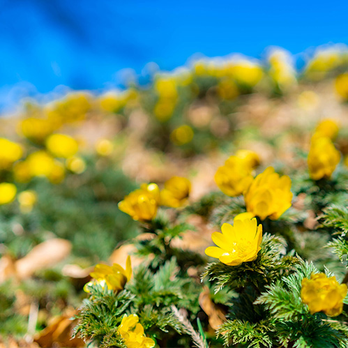 福寿草まつりのお知らせ