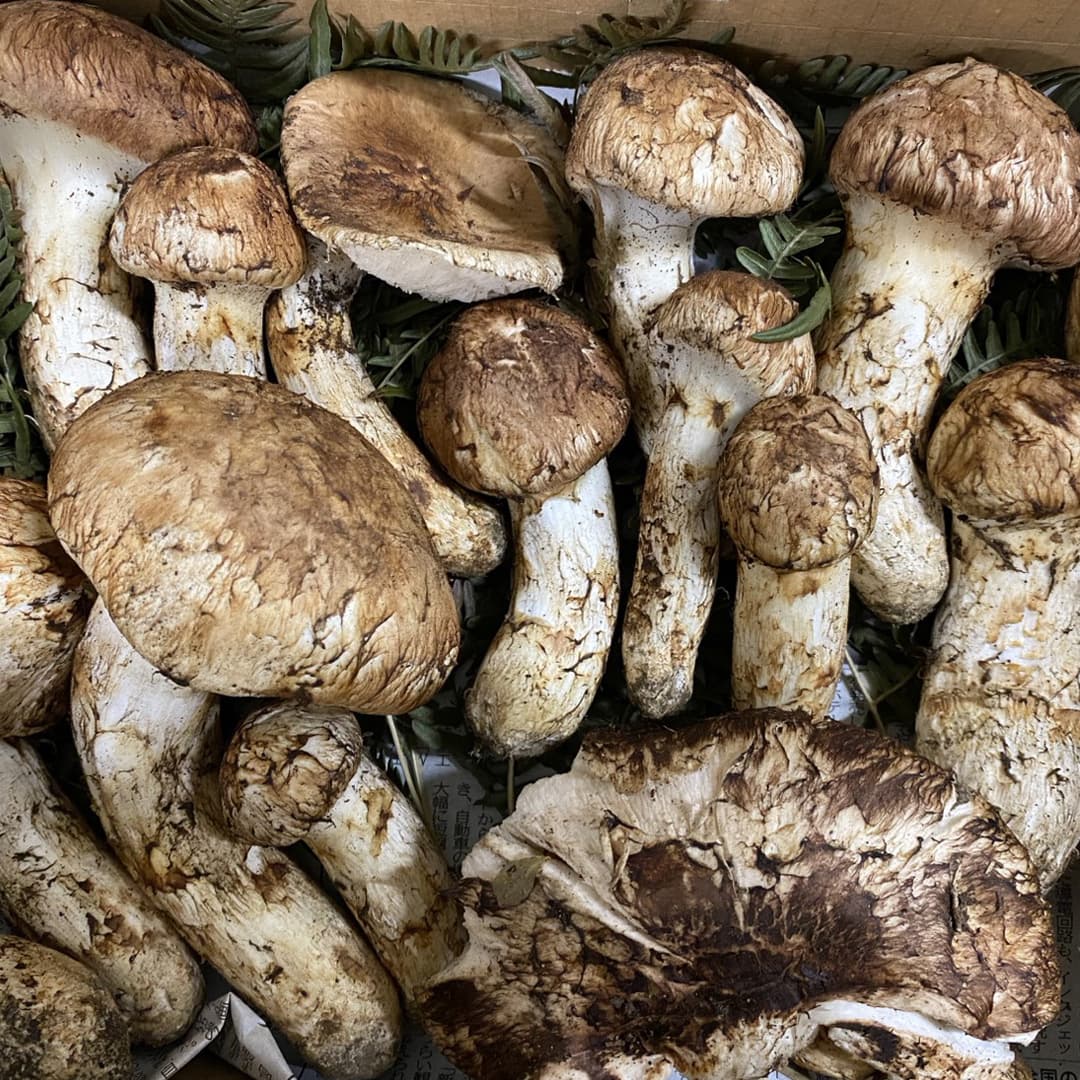 松茸シーズン終了のお知らせ